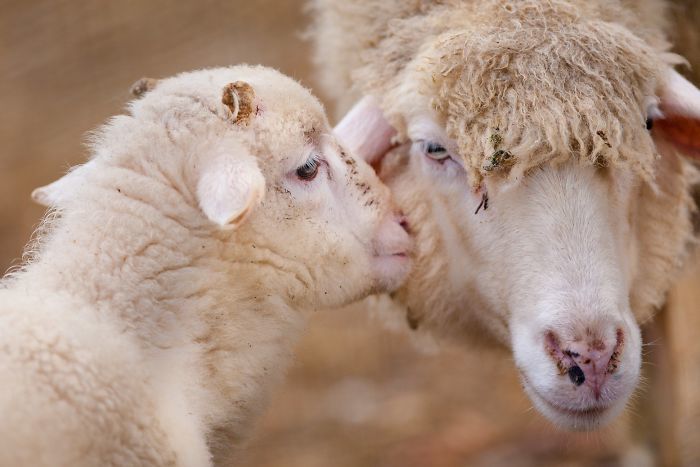 這位攝影師不僅要捉動物的美麗,還捕捉了動物的