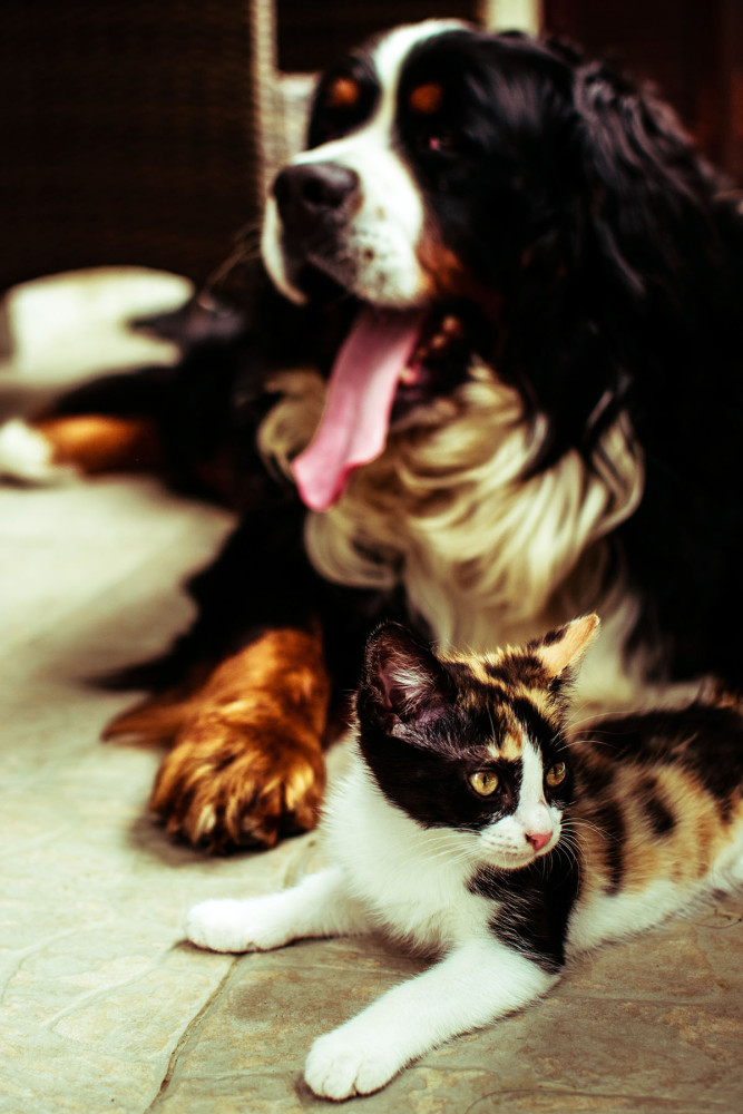 很多铲屎官喜欢给狗吃猫粮?这样做的话,会给狗