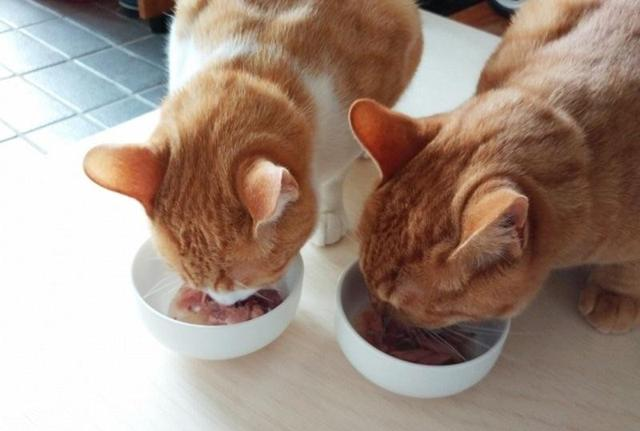 想让猫咪多多运动 一定要注意时间 患上胃扭转得不偿失 腾讯新闻