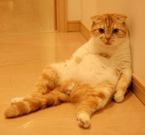 想让猫咪多多运动 一定要注意时间 患上胃扭转得不偿失 腾讯新闻