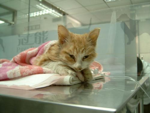 想让猫咪多多运动 一定要注意时间 患上胃扭转得不偿失 腾讯新闻