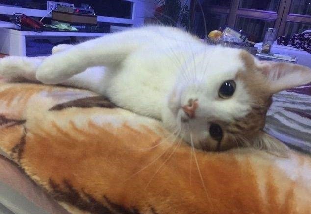 想让猫咪多多运动 一定要注意时间 患上胃扭转得不偿失 腾讯新闻