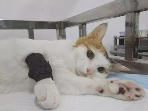 想让猫咪多多运动 一定要注意时间 患上胃扭转得不偿失 腾讯新闻