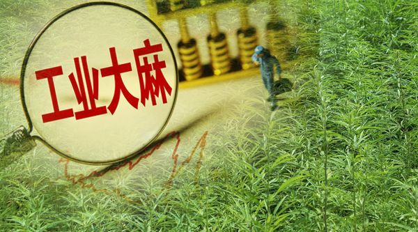 收成不好 实地调研云南工业大麻产业 花叶歉收 加工许可证审批趋严 腾讯新闻