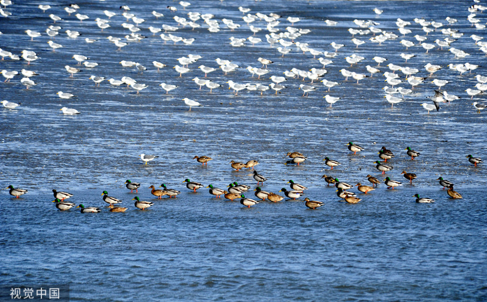 (海鸥和野鸭集群)
