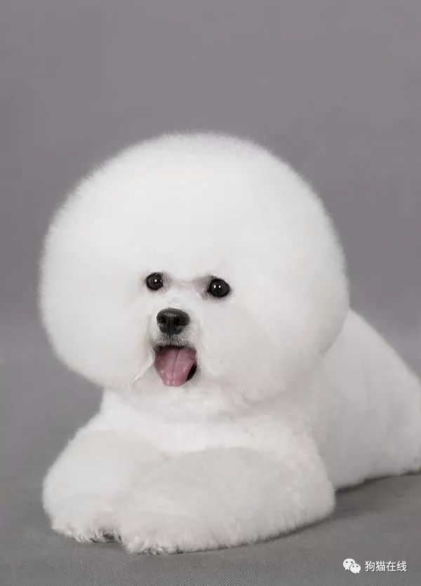 比熊狗狗如何喂养 比熊犬饲养全攻略 腾讯新闻