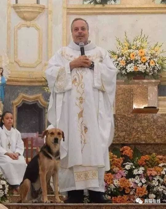 这个牧师为流浪狗做的事也太温暖了吧 腾讯新闻