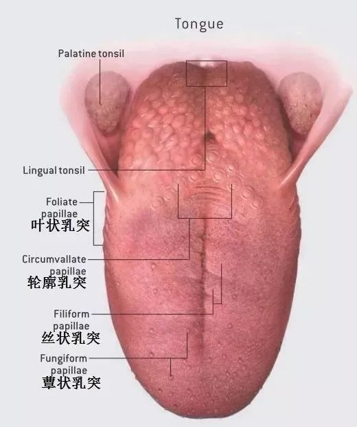 伸出舌头,我们就能舌背面和侧面分布有4种乳头状突起,分别为轮廓乳突