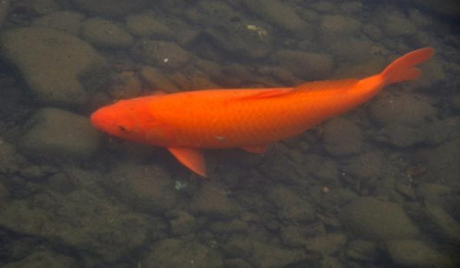 淡水鱼在海水中不能存活 那黄河流入大海后 河中的鱼去了哪里 腾讯新闻