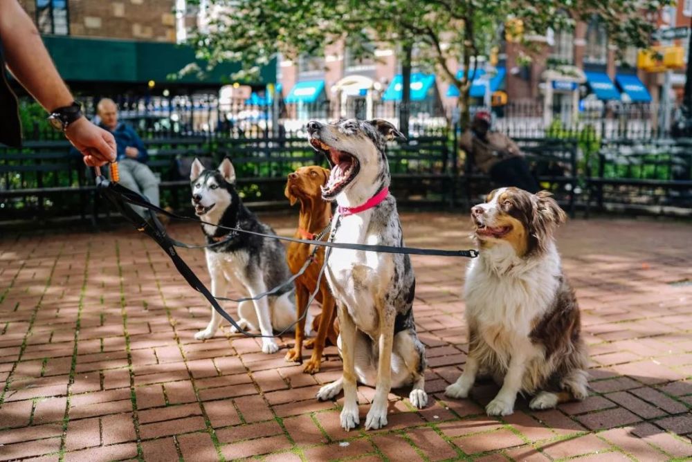 爱犬 撒手没 怎样让它一唤就回 腾讯新闻