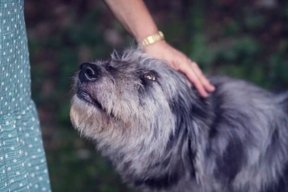 爱犬 撒手没 怎样让它一唤就回 腾讯新闻