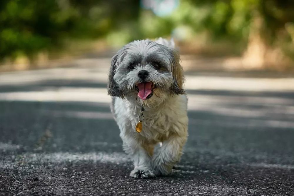 爱犬 撒手没 怎样让它一唤就回 腾讯新闻