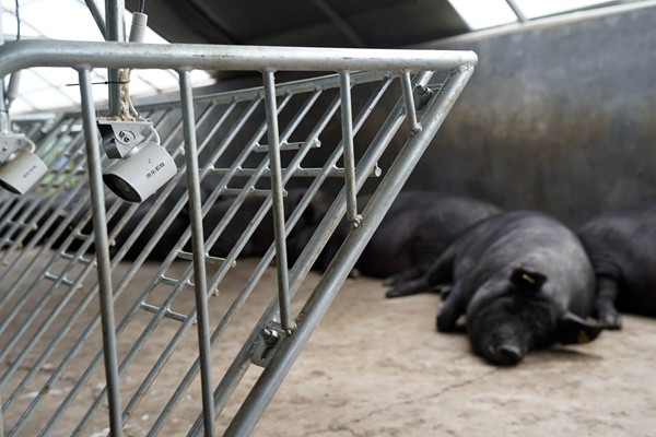 非洲猪瘟重创后:养猪业迎复养潮,将给幸存者带来红利