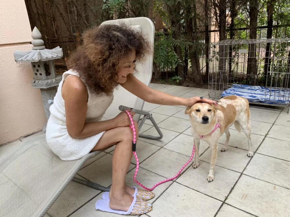 国内流浪狗 被送到国外后 供人领养 3500一只 腾讯新闻