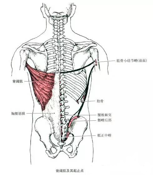 背阔肌收缩图片