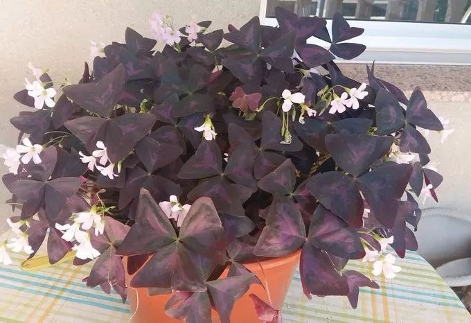 紫色幸运草快速生长的技巧 买块茎就能繁殖 养窗边就能有花看 腾讯新闻