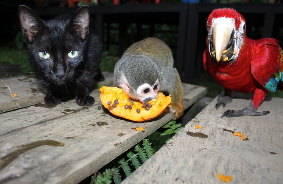 猫和鹦鹉能"同居"吗?一起喂养时的3个注意点,先养鹦鹉再养猫