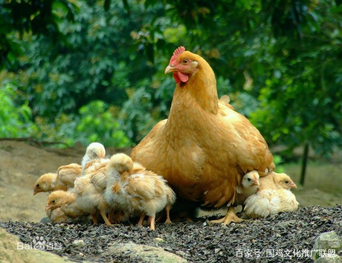 根据新禽况调研估计,国鸡主产区广西全年国鸡产量增幅预计在13%以上