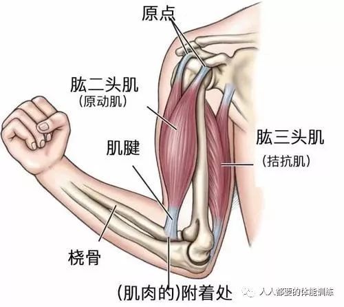 增大臂围不可或缺的肱三头肌训练 最重要的竟然是这个 腾讯新闻