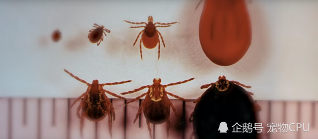 如何预防跳蚤和虱子养宠物不能没有准备哦