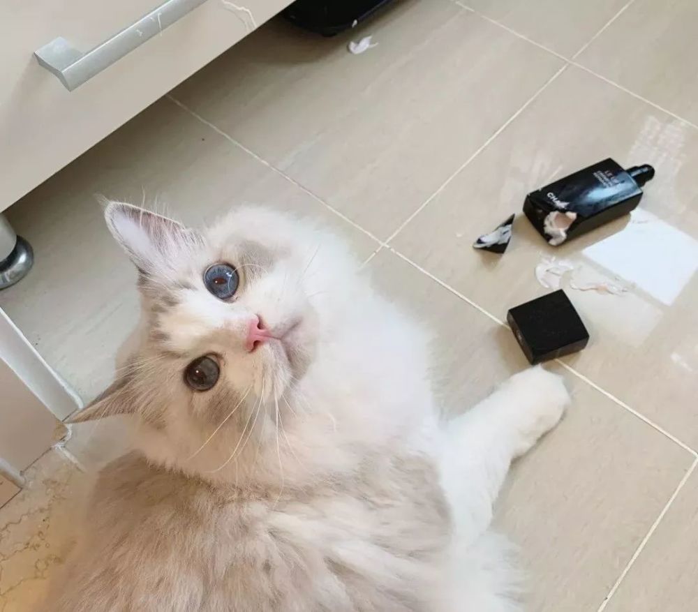 为什么养猫都会后悔?因为…