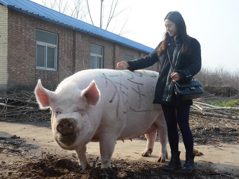 一头猪一辈子不杀,能长多大?郑州的"猪王",刷新三观