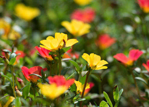 すべての美しい花の画像 ベスト50 学校 花壇 花 種類