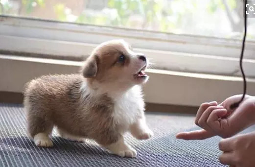 不同阶段的狗狗犬该如何照顾 你有有分阶段照顾吗 腾讯新闻