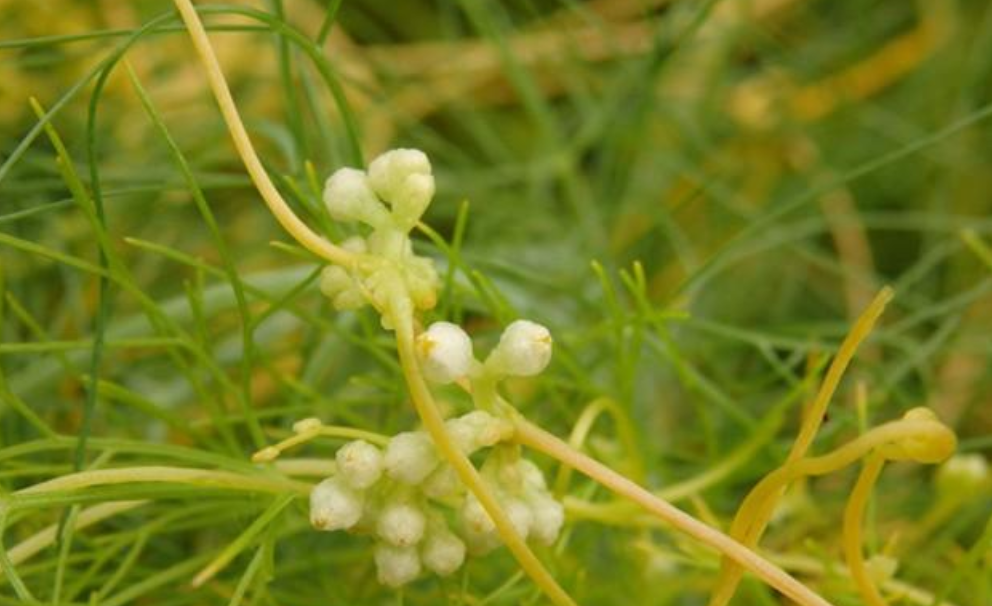 農村纏人的菟絲子農民看見直接砍掉卻有藥用功效