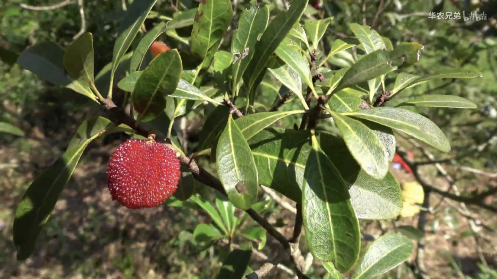 花式吃竹鼠的华农兄弟,靠土味视频火爆全网?