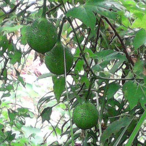 种子有毒 又被称为 来自天堂的水果 这种木鳖果你吃过吗 腾讯新闻