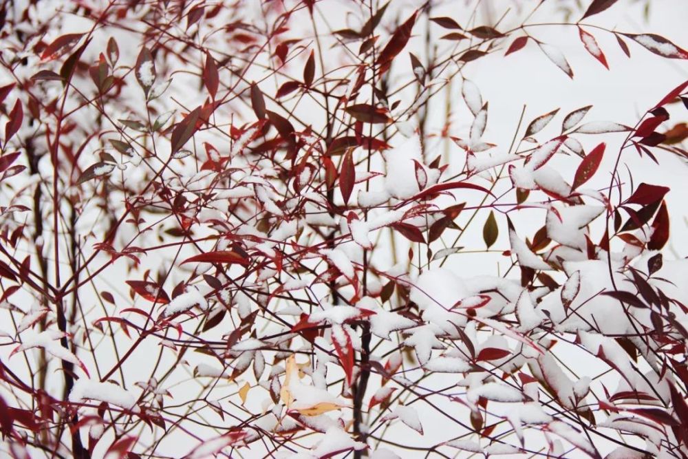 春花秋月,夏蝉冬雪,郑科与你度过朝朝暮暮!