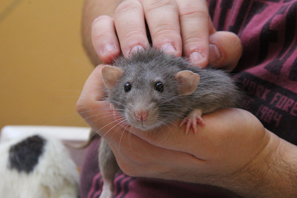 花枝鼠 啮齿类宠物中的智商担当 经过正向训练能够掌握大量技能 腾讯新闻