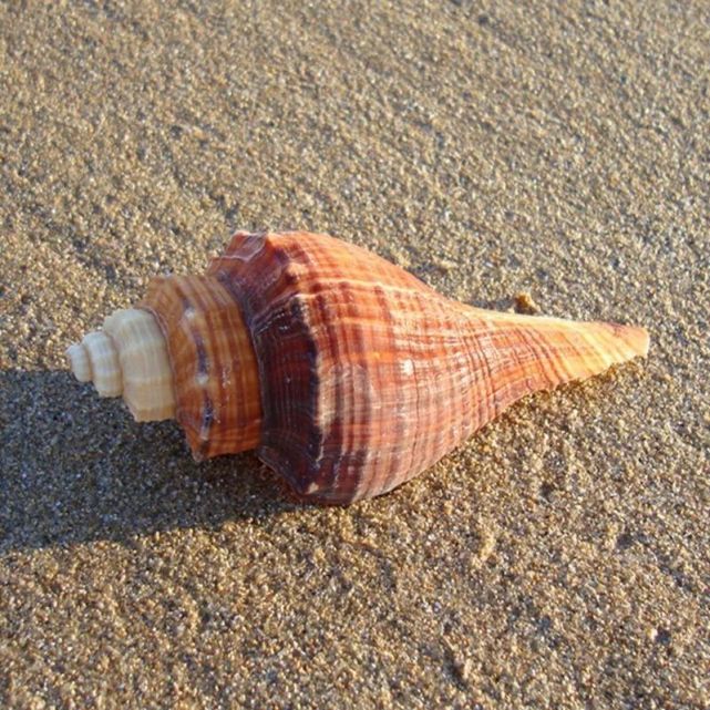 颇有"养在深闺人未识"的架势,所以懂得品赏响螺,还真是一件阳春白雪的