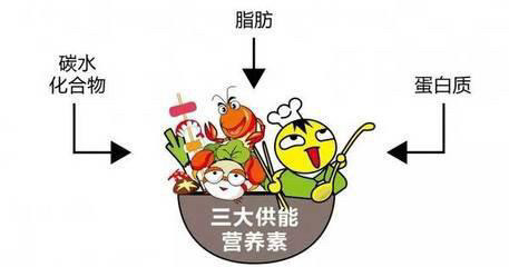 三大产能营养素的相互关系,也体现在糖类对蛋白质的节省作用.