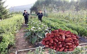 皇帝豆 一斤卖15元 比大豆贵而且好卖 农民为何不愿种 农民 花豆 大豆