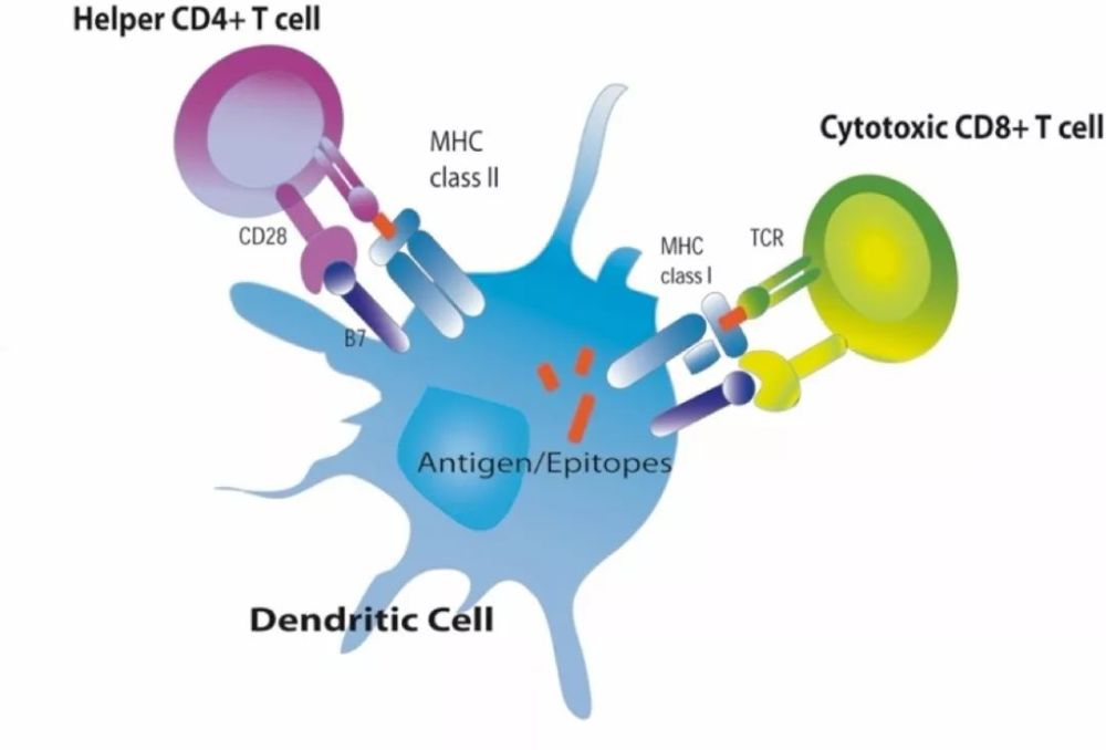 被忽视的cd4 T细胞和mhc Ii类抗原 是免疫治疗起效的关键条件 腾讯新闻