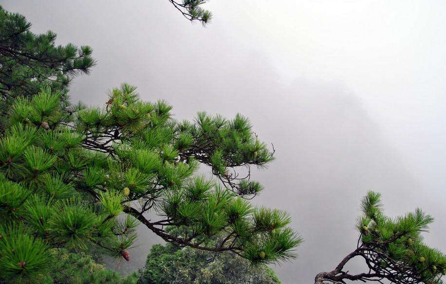 慈禧太后驾崩出殡 扎 松活 时遇到麻烦 最后李莲英用这招解决 腾讯新闻