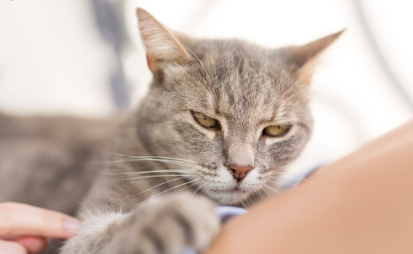 给对猫过敏的人养猫的5个建议 长毛猫会更合适 别让猫咪进卧室 腾讯新闻