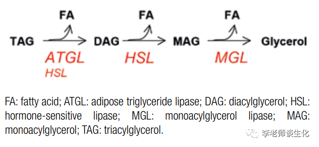 甘油三酯的分解代谢以及脂解的多种功能 腾讯新闻
