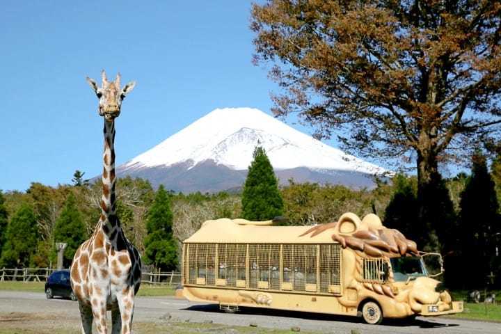 想欣赏富士山的美景 亲近动物吗 富士野生动物园 腾讯新闻
