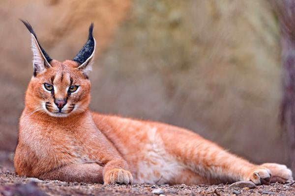 10种很稀有的猫咪 也是很罕见的猫咪 你都认识吗 腾讯新闻