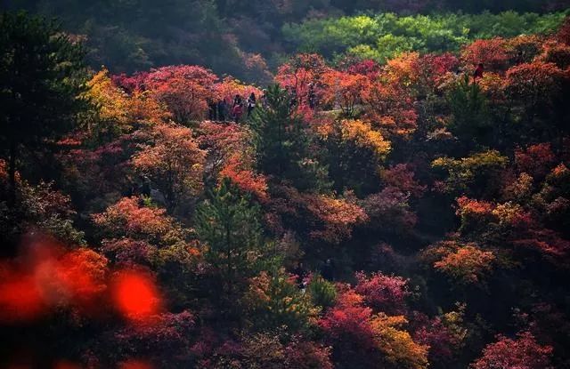 厉害了 我市 仙台山黄栌红叶林 入选第三届中国最美森林榜单 腾讯新闻