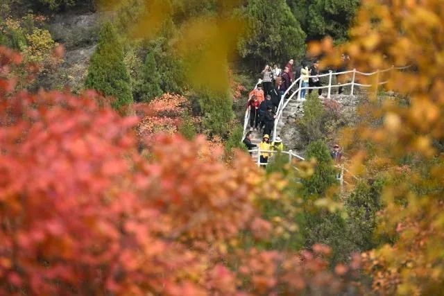 厉害了 我市 仙台山黄栌红叶林 入选第三届中国最美森林榜单 腾讯新闻