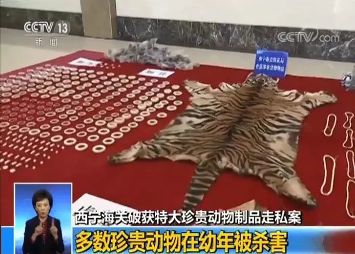 西寧海關破獲特大珍貴動物製品走私案