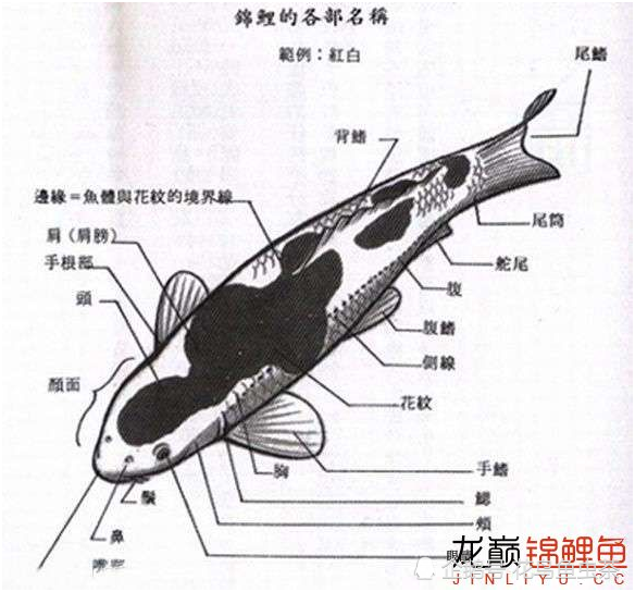 最全图解 锦鲤各部位 各品种区分及雌雄辨别 腾讯新闻