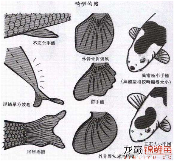 最全图解锦鲤各部位各品种区分及雌雄辨别