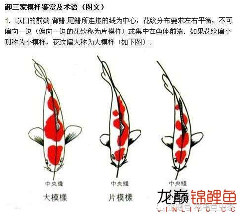 最全图解锦鲤各部位各品种区分及雌雄辨别