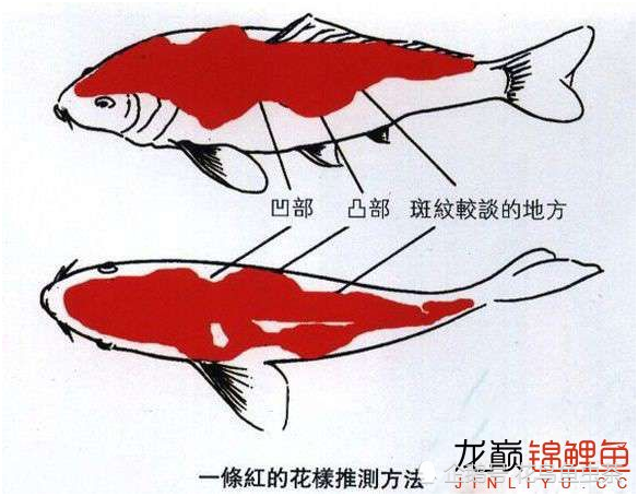 最全图解锦鲤各部位各品种区分及雌雄辨别