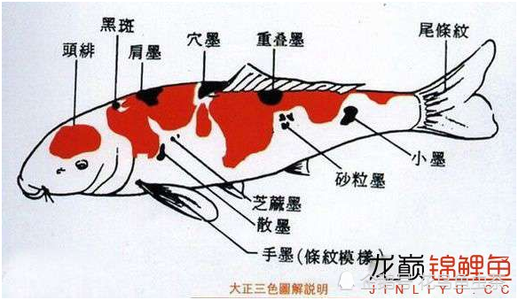 最全图解锦鲤各部位各品种区分及雌雄辨别